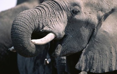 В Таиланде бешеный слон убил погонщика и убежал в лес с туристами на спине