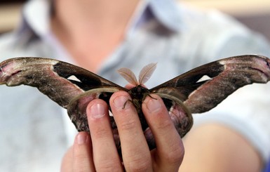 В Днепропетровске родилась одна из самых крупных ночных бабочек мира