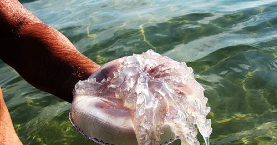 Одесских курортников вытесняют с пляжа медузы