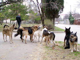 Бродячие собаки оккупировали Гидропарк 