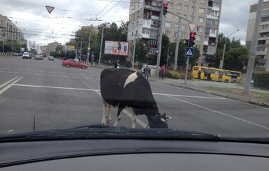 Во Львове из-за коровы образовалась автомобильная пробка