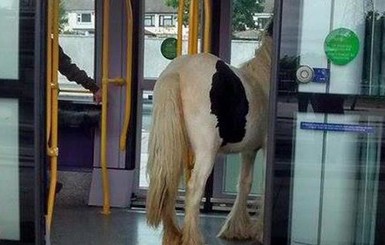В дублинском трамвае прокатилась белая лошадь