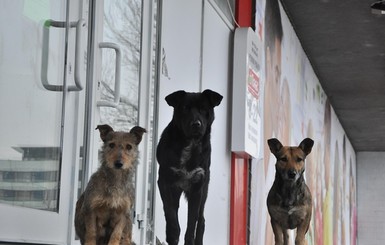 В Мариуполе начинают чипировать бездомных собак