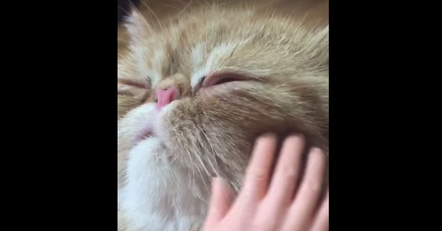 В сети появилось видео гигантского кота