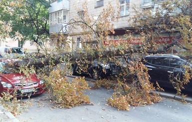 В Киеве ветка каштана накрыла три машины и зацепила два балкона