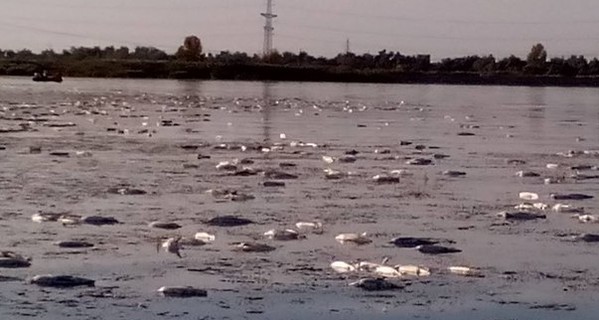 В озере, которое снабжает Харьков рыбой, массовый мор
