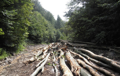 На Львовщине контролировать вырубку леса будут через компьютер