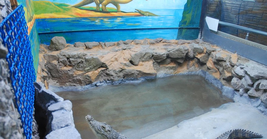Крокодил-переселенец сменил лазерное шоу на запорожский аквариум