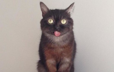 В интернете новая усатая звезда - кот-проказник по кличке Мистер Магу