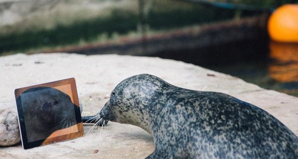 В Великобритании два тюленя пообщались по видеосвязи