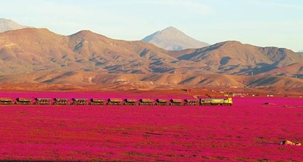 В Чили в пустыне зацвели тысячи розовых цветов