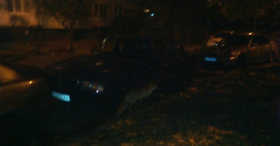 По ночным улицам Харькова повадились гулять дикие лисицы