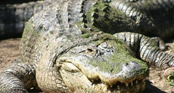В Индонезии появится тюрьма с крокодилами