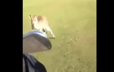 Звездой соцсетей стал напавший на гольфистов кенгуру 