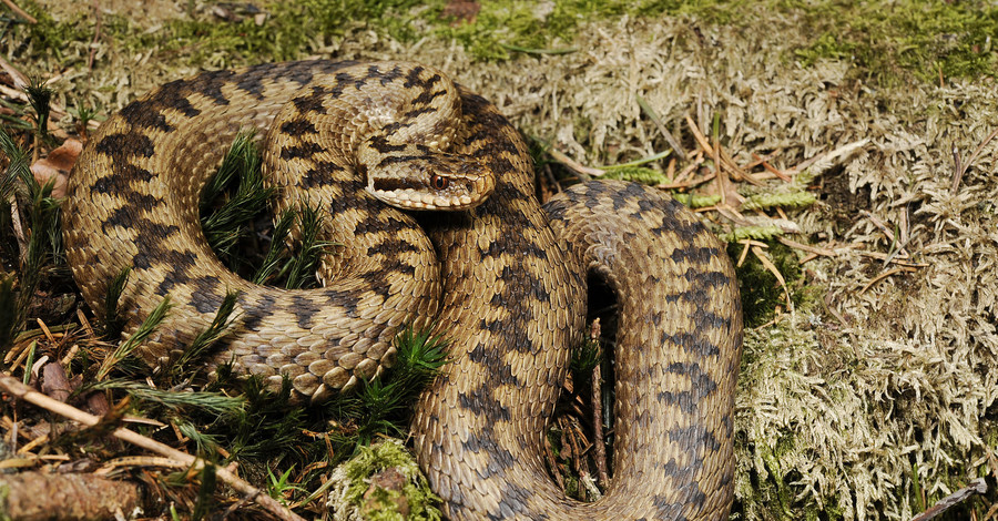 В Аскании-Новой обнаружили ядовитую змею-гиганта  