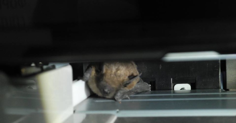 В Мариуполе летучая мышь попала в принтер