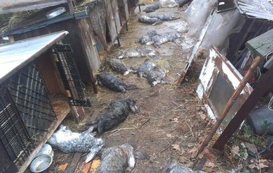 В пригороде Харькова неизвестный зверь задушил 30 кролей