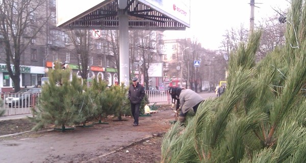 Киев 12 декабря завалят елками