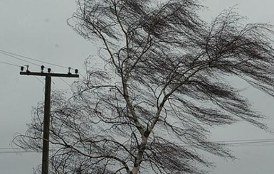 В Киеве в понедельник ожидаются сильные порывы ветра