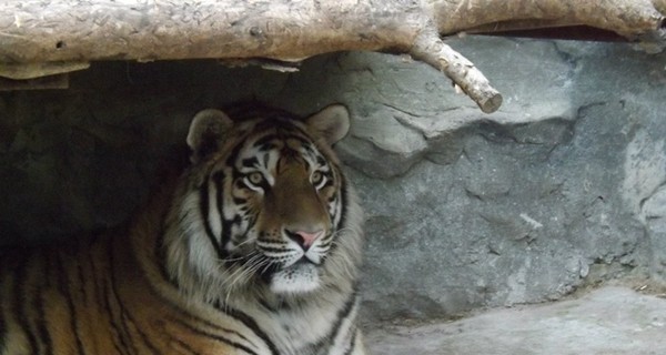 Запорожские тигры дублировали в кино корейских сородичей