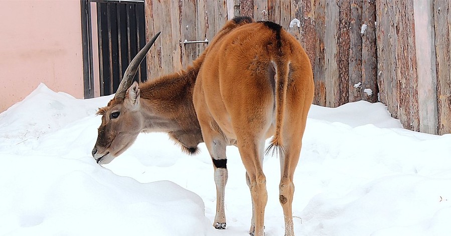 Африканские обитатели харьковского зоопарка пробуют снег на вкус