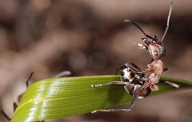 В ухе 12-летней индийской девочки нашли муравьиное гнездо