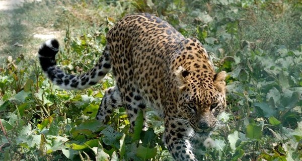 В индийской школе леопард ранил шесть человек