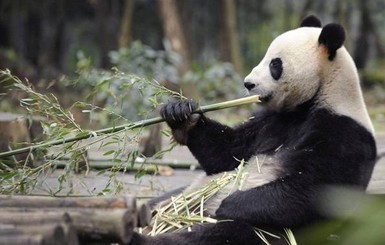 Киевскому зоопарку панды не по зубам