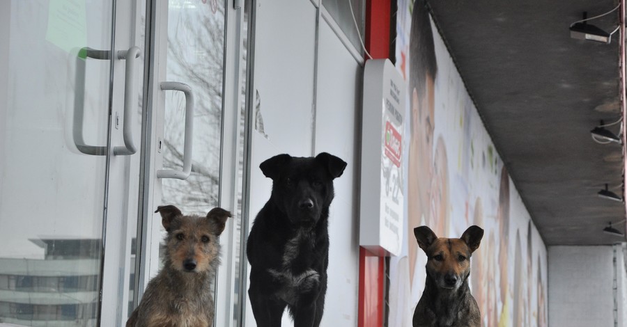 В Мелитополе мэрия заплатит за укус бездомной собаки  