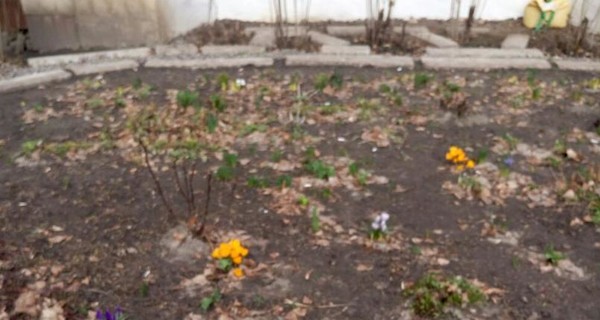 В Киеве начали распускаться цветы