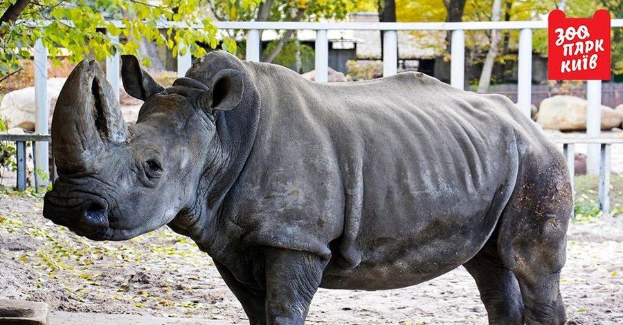 Киевский зоопарк может остаться без носорога