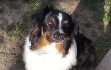 В США живет уникальная собака с двумя носами