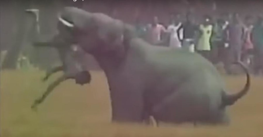 В Индии слоны растерзали пятерых человек