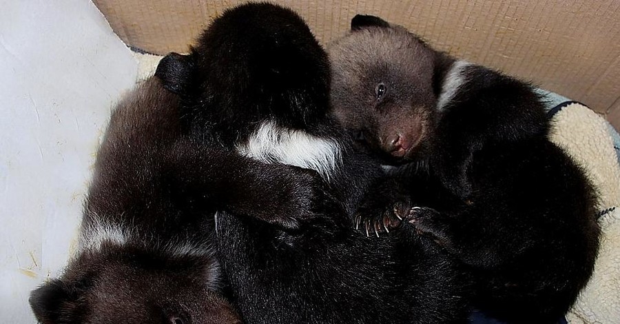 Это тройня: в харьковском зоопарке показали новорожденных медвежат