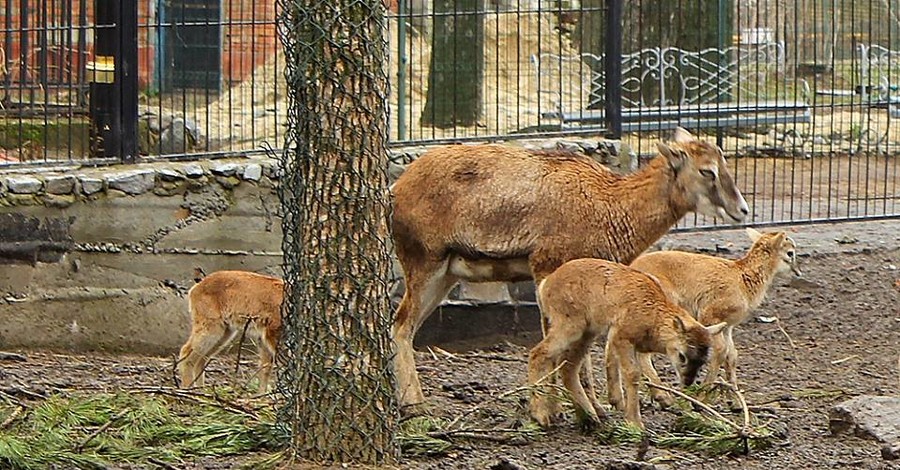 В Харьковском зоопарке родились муфлоны