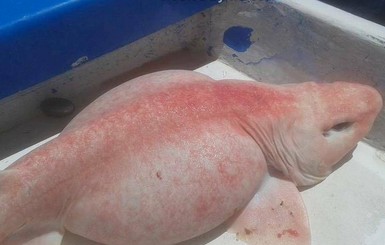 В Мексике из океана выловили чудовищную рыбину