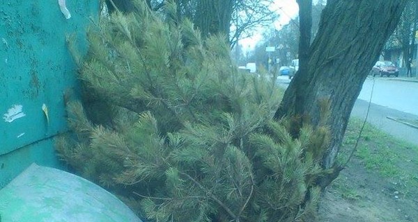 В Киеве в начале апреля выбросили новогоднюю елку