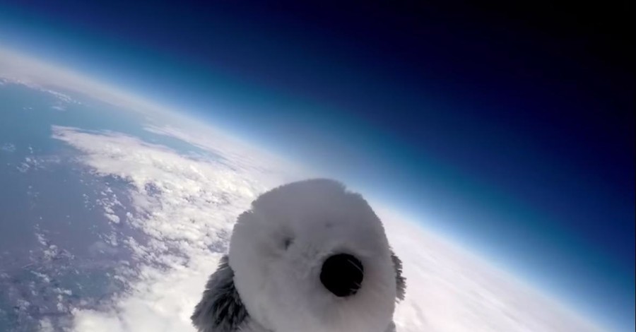 В Англии плюшевую собачку запустили в космос