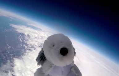В Англии плюшевую собачку запустили в космос
