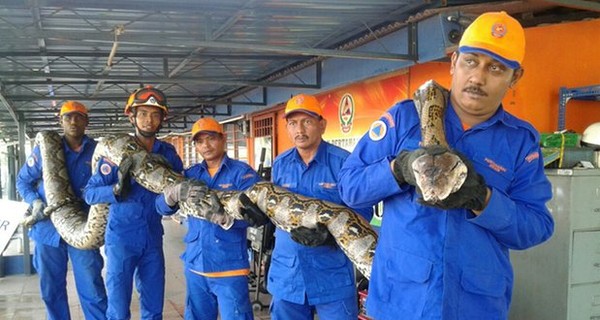 В Малайзии строители нашли самую длинную змею в мире