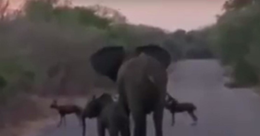 Хитом интернета стало видео о бесстрашной маме-слонихе