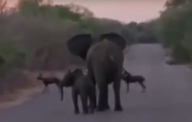 Хитом интернета стало видео о бесстрашной маме-слонихе
