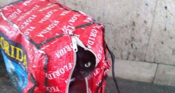 В Хмельницком полиция приехала на бомбу, а нашла котенка