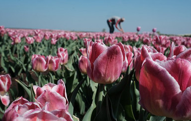 В Украине расцвело тюльпанное поле