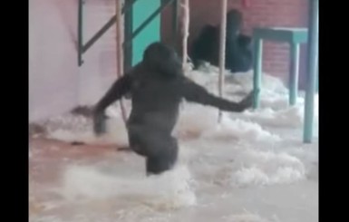 Хитом интернета стало видео с гориллой-балериной