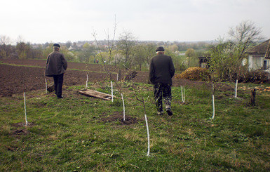 На Хмельнитчине подросток засадил сад украденными деревьями