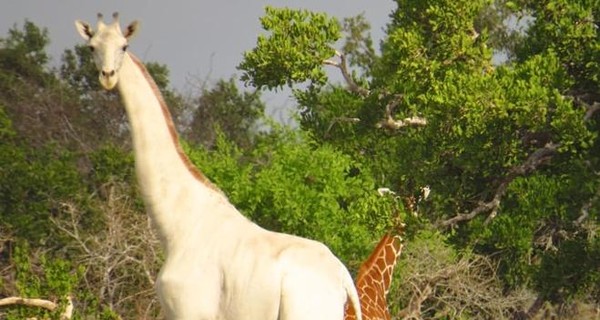 В Кении нашли белоснежного жирафа