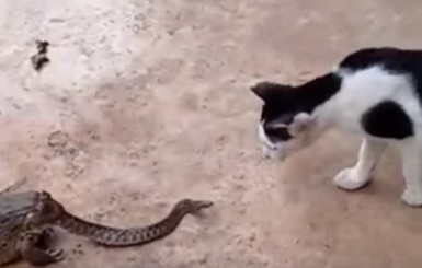 Полусъеденная жабой змея атаковала кота