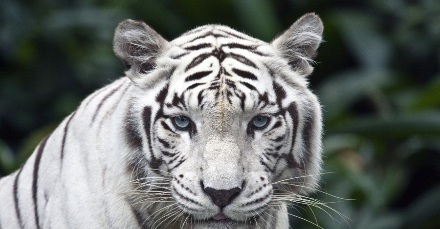 В Нидерландах из питомника сбежали два бенгальских тигра