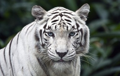 В Нидерландах из питомника сбежали два бенгальских тигра